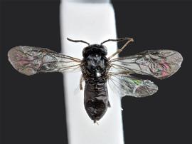   Caliroa hyalina nbsp;female dorsal habitus; photo by J. Orr, WSDA 
