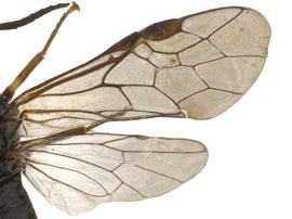   Caliroa hyalinanbsp; wings; photo by P. Jones, WSDA 
