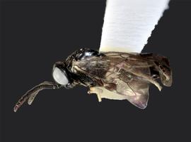   Caliroa sp.nbsp; male lateral habitus; photo by J. Orr, WSDA 
