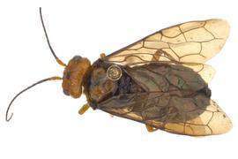   Cephalcia  sp. female dorsal habitus; photo by J. Orr, WSDA 
