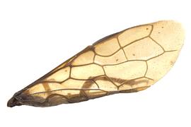   Cephalcia  sp. fore wing; photo by J. Orr, WSDA 
