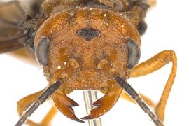   Cephalcia californica  female face; photo by J. Orr WSDA 
