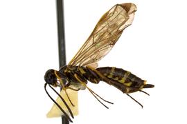   Cephus cinctus  female lateral habitus; photo by J. Orr, WSDA 
