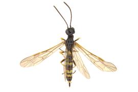   Cephus cinctus  female dorsal habitus, photo by J. Orr, WSDA 
