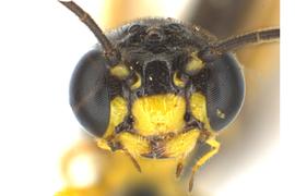  Cephus cinctus male face; photo by J. Orr, WSDA 
