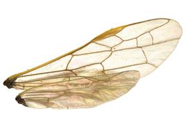   Cephus cinctus  wings. Photo by J. Orr, WSDA 
