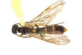   Cephus cinctus  male dorsal habitus; photo by J. Orr, WSDA 
