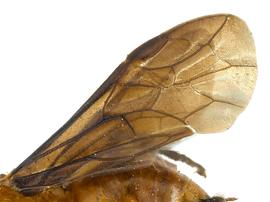   Ceratulus spectabilisnbsp; fore wing; photo by J. Orr, WSDA 
