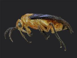   Ceratulus spectabilisnbsp; female lateral habitus; photo by J. Orr, WSDA 
