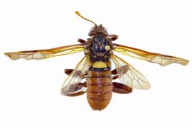   Cimbex  sp. male dorsal habitus; photo by J. Orr, WSDA 
