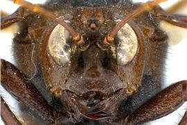   Cimbex  sp. male face; photo by J. Orr, WSDA 
