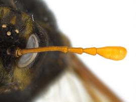   Cimbex americana  female antenna; photo by J. Orr, WSDA 
