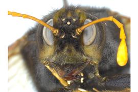   Cimbex americana  female face; photo by J. Orr, WSDA 
