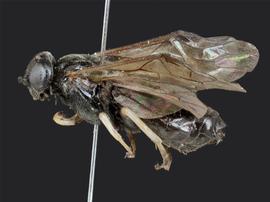   Cladius pectinicornisnbsp; female lateral habitus; photo by J. Orr, WSDA 
