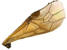   Cladius pectinicornisnbsp; fore wing; photo by P. Jones, WSDA 
