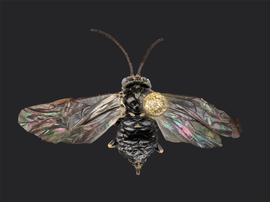   Claremontia typicanbsp; female dorsal habitus; photo by J. Orr, WSDA 
