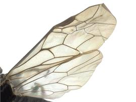   Claremontia typicus  wings; photo by J. Orr, WSDA 
