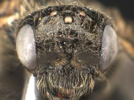   Claremontia typica nbsp;female face; photo by Q. Baine, WSDA 

