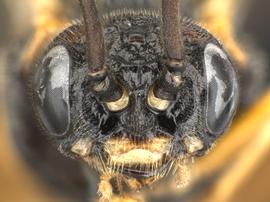   Nematus alniastri  female face; photo by Q. Baine, WSDA 
