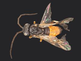   Nematus alniastri  male dorsal habitus; photo by Q. Baine, WSDA 
