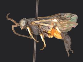   Nematus alniastri  male lateral habitus; photo by Q. Baine, WSDA 
