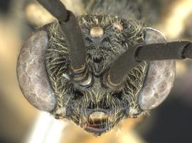   Craterocercus obtusus nbsp;male face; photo by Q. Baine, WSDA 
