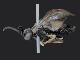   Craterocerus obtususnbsp; malenbsp;lateral habitus; photo by J. Orr, WSDA 
