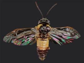   Craterocercus obtususnbsp; female dorsal habitus; photo by J. Orr, WSDA 
