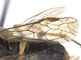   Deda sp.nbsp; fore wing; photo by J. Orr, WSDA 
