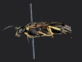   Deda sp.nbsp; female lateral habitus; photo by J. Orr, WSDA 
