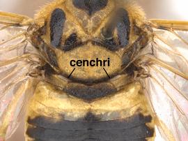   Diprion similis  female cenchri; photo by J. Orr, WSDA 
