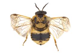   Diprion similis  female dorsal habitus; photo by J. Orr, WSDA 
