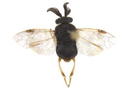   Diprion similis  male dorsal habitus; photo by J. Orr, WSDA 
