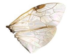   Diprion similis  wings; photo by J. Orr, WSDA 
