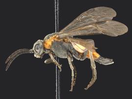   Dolerus nbsp;sp. male lateral habitus; photo by Q. Baine, WSDA 

