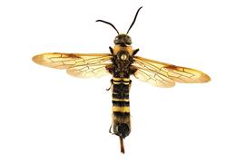   Eriotremex formosanus  female dorsal habitus; photo by Q. Baine, WSDA 
