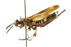   Eriotremex formosanus  female lateral habitus; photo by Q. Baine, WSDA 
