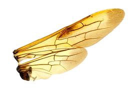   Eriotremex formosanus  wings; photo by Q. Baine, WSDA 
