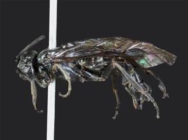   Empria maculata nbsp;malenbsp;lateral habitus; photo by J. Orr, WSDA 
