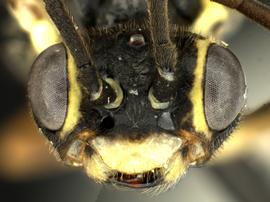   Empria multicolor nbsp;female face; photo by Q. Baine, WSDA 
