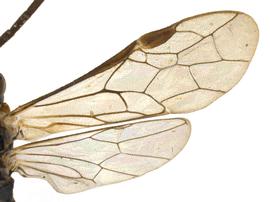   Empria multicolornbsp; wings; photo by P. Jones, WSDA 
