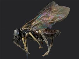   Endelomyia aethiopsnbsp; female lateral habitus; photo by J. Orr, WSDA 
