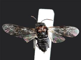   Eriocampa ovata nbsp;female dorsal habitus; photo by J. Orr, WSDA 
