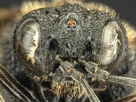   Eriocampa ovata nbsp;female face; photo by Q. Baine, WSDA 
