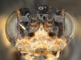   Eriocampidea arizonensis nbsp;female face; photo by Q. Baine, WSDA 
