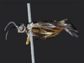   Eriocampideanbsp;arizonensisnbsp; male lateral habitus; photo by J. Orr, WSDA 
