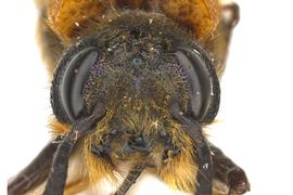   Eriotremex formosanus  female face; photo by J. Orr, WSDA 
