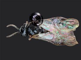   Eupareophora parca nbsp;female dorsal habitus; photo by J. Orr, WSDA 
