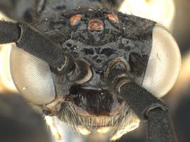   Eustromboceros rufocaudatus nbsp;female face; photo by Q. Baine, WSDA 
