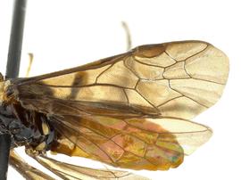   Eustromboceros rufocaudatusnbsp; fore wing; photo by J. Orr, WSDA 
